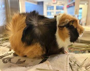 Rescue Guinea Pig Guinea Pigs for Adoption in Brentwood, Missouri - MINI | PetCurious